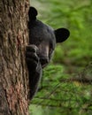 Black Bear Portrait in Autumn Royalty Free Stock Photo