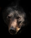 A Black Bear Portrait