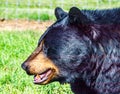 Black bear in portrait. Discovery wildlife Park, Innisfail, Alberta, Canada Royalty Free Stock Photo