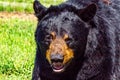 Black bear in portrait. Discovery wildlife Park, Innisfail, Alberta, Canada Royalty Free Stock Photo