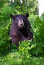 Black bear portrait in vertical photograph Royalty Free Stock Photo