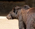 Black Bear Profile Royalty Free Stock Photo