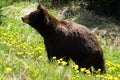 Black bear profile portrait with dandelion stem sticking from mouth looking to the left Royalty Free Stock Photo