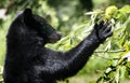 Black Bear Reaches for Chestnut