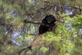 Black Bear Relaxing Up In A Tree Royalty Free Stock Photo