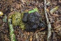 Black Bear Scat Royalty Free Stock Photo