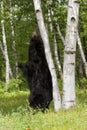 Black Bear Scratching his Back on a Birch Tree Royalty Free Stock Photo