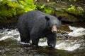 Black Bear Royalty Free Stock Photo