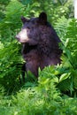 Black bear side portrait in vertical photograph Royalty Free Stock Photo