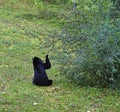 Black bear sitting down eating serviceberries in summer