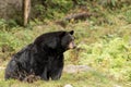 Black bear sitting in the forest