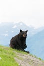 Black Bear