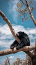 A black bear sitting on top of a tree branch. Generative AI image. Royalty Free Stock Photo