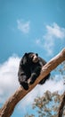 A black bear sitting on top of a tree branch. Generative AI image. Royalty Free Stock Photo