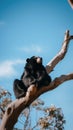 A black bear sitting on top of a tree branch. Generative AI image. Royalty Free Stock Photo