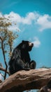 A black bear sitting on top of a tree branch. Generative AI image. Royalty Free Stock Photo