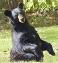 Black Bear Sitting Up