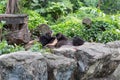 A black bear sleeping in Dusit Zoo, Thailand Royalty Free Stock Photo