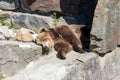 Black Bear sleeping on the floor in a zoo Royalty Free Stock Photo