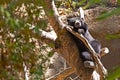 Black Bear Sleeping In Tree Royalty Free Stock Photo