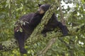 Black Bear Sleeping in Tree Royalty Free Stock Photo