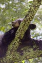 Black Bear Sleeping in Tree Royalty Free Stock Photo