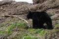 Black bear in spring Royalty Free Stock Photo