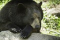 Black Bear in the spring Royalty Free Stock Photo