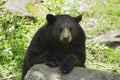 Black Bear in the spring Royalty Free Stock Photo