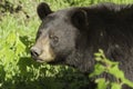 Black Bear in the spring Royalty Free Stock Photo