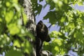 Black Bear in the spring Royalty Free Stock Photo