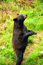 Black Bear standing Royalty Free Stock Photo