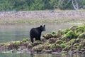 Black bear standing on rocks Royalty Free Stock Photo