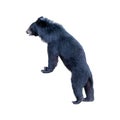 Black bear standing on a white Royalty Free Stock Photo
