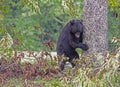 A Black Bear stands leaning on a tree, feeding on cherries. Royalty Free Stock Photo