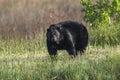 Black bear strolling in a grassy area Royalty Free Stock Photo