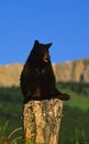 Black Bear on Stump Royalty Free Stock Photo