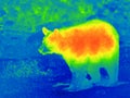 Black bear by thermal camera