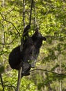 Black Bear on the tree Royalty Free Stock Photo