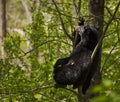 Black Bear on the tree Royalty Free Stock Photo