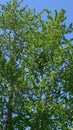 A Black Bear in a tree along the road in Jasper National Park in Canada on a spring day Royalty Free Stock Photo