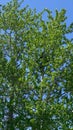 A Black Bear in a tree along the road in Jasper National Park in Canada on a spring day Royalty Free Stock Photo