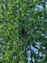 A Black Bear in a tree along the road in Jasper National Park in Canada Royalty Free Stock Photo