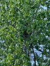 A Black Bear in a tree along the road in Jasper National Park in Canada Royalty Free Stock Photo