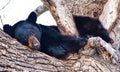 Black Bear In Tree Royalty Free Stock Photo