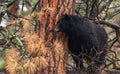 A Black Bear on a Tree Branch Royalty Free Stock Photo