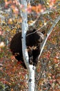 Black Bear in a tree Royalty Free Stock Photo