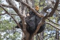 Black Bear In A Tree Royalty Free Stock Photo