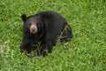 Black Bear (Ursus americanus)