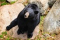 Black Bear (Ursus americanus)